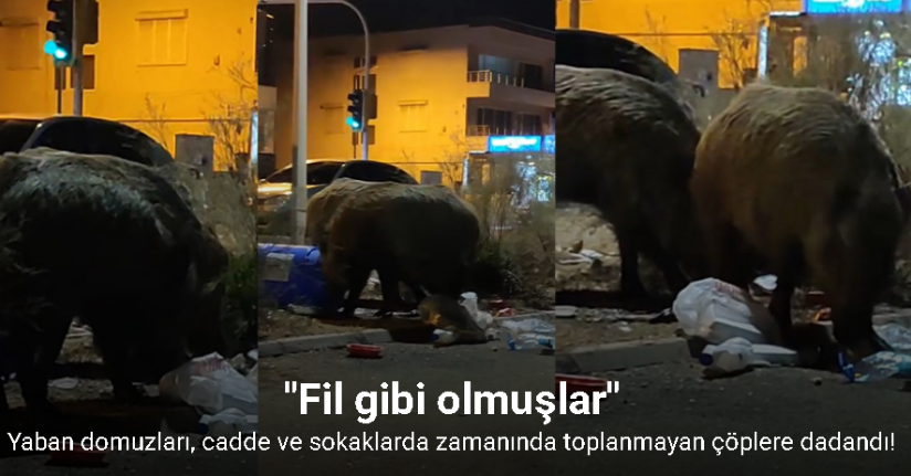 Balçova’da çöplere dadanan domuzlar iri cüsseleriyle şaşırttı