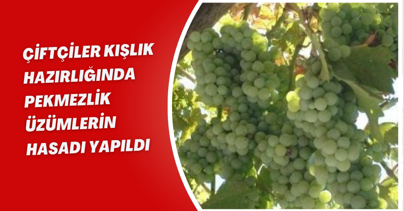 Çiftçiler kışlık hazırlığında: Pekmezlik üzümlerin hasadı yapıldı