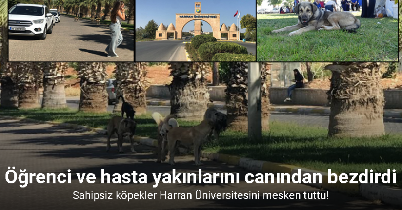 Sahipsiz köpekler Harran Üniversitesini mesken tuttu