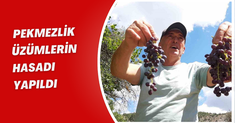 Çiftçiler kışlık hazırlığında: Pekmezlik üzümlerin hasadı yapıldı