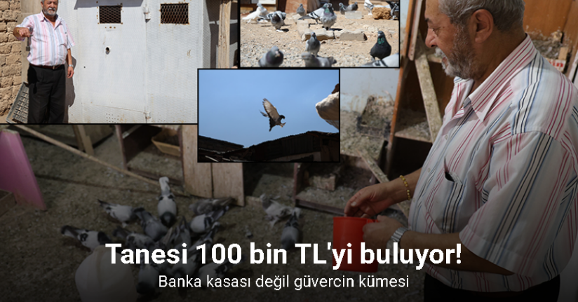 Banka kasası değil güvercin kümesi