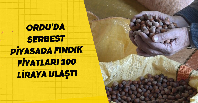 Ordu’da serbest piyasada fındık fiyatları 300 liraya ulaştı