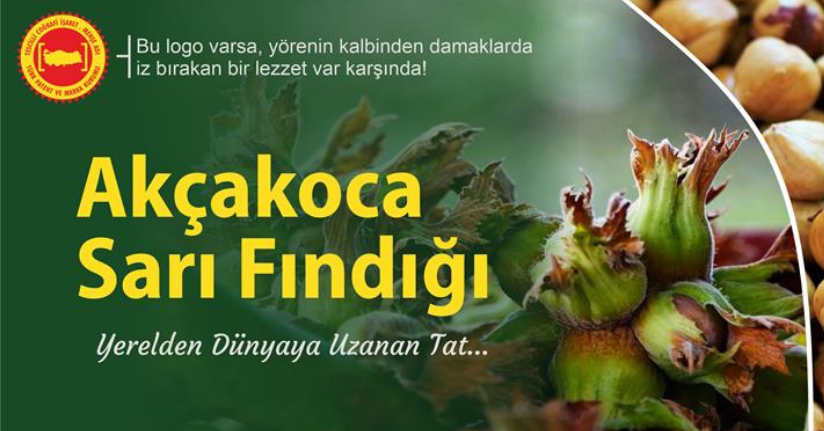 Düzce’de Coğrafi İşaretli Lezzet: Akçakoca Sarı Fındığı