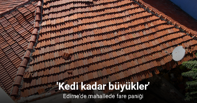 Edirne’de mahallede fare paniği