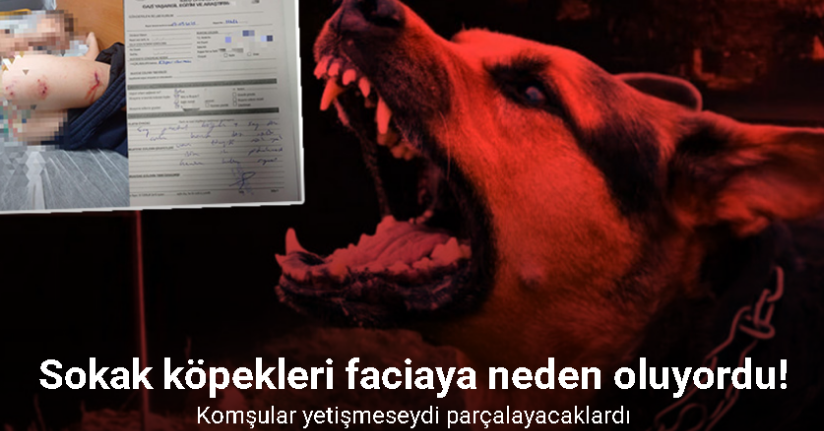 Sokak köpekleri faciaya neden oluyordu: Komşular yetişmeseydi parçalayacaklardı