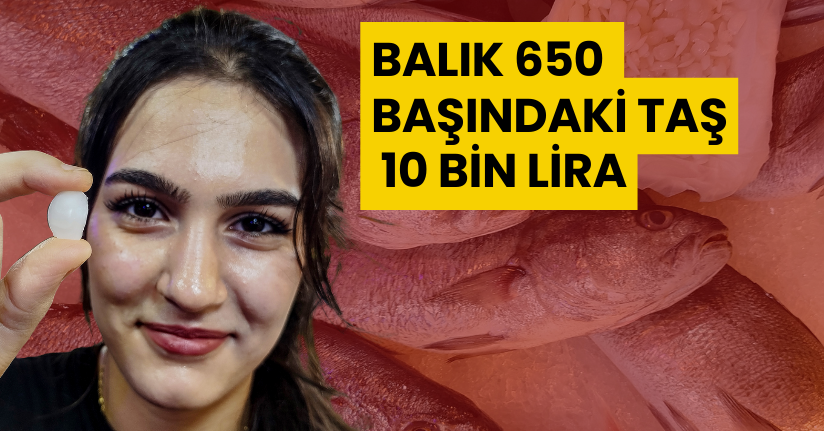 Balık 650, başındaki taş 10 bin lira