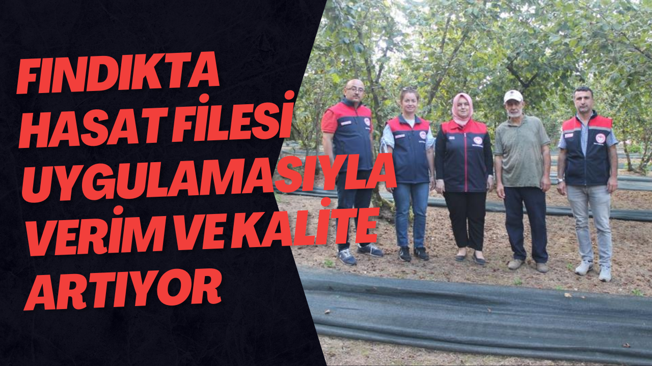 Fındıkta Hasat Filesi Uygulamasıyla Verim Ve Kalite Artıyor