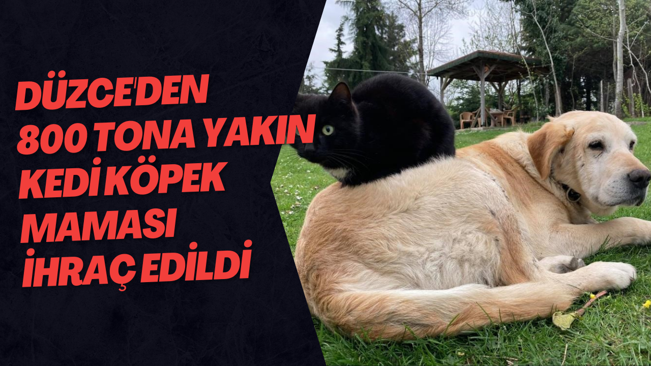 Düzce'den 800 Tona Yakın Kedi Köpek Maması İhraç Edildi