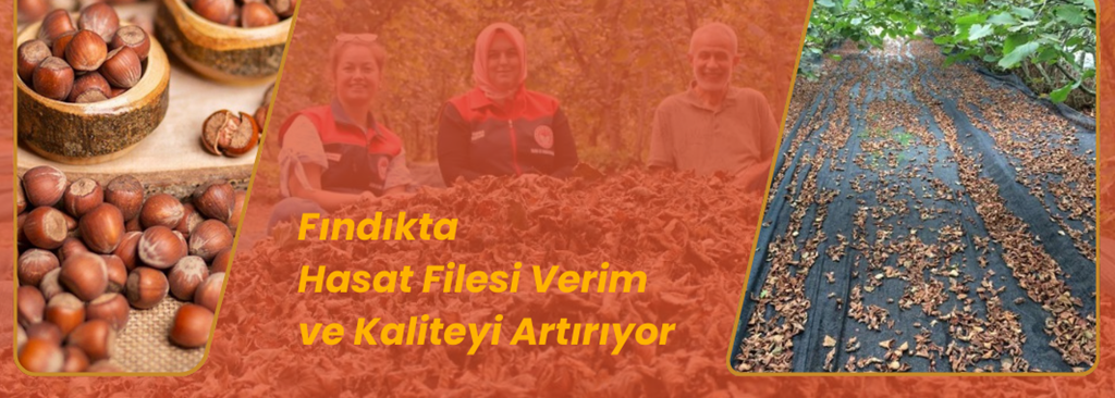 Fındıkta Hasat Filesi Uygulamasıyla Verim Ve Kalite Artıyor
