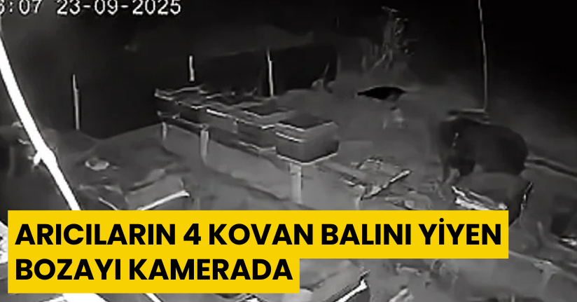 Arıcıların 4 Kovan Balını Yiyen Bozayı Kamerada