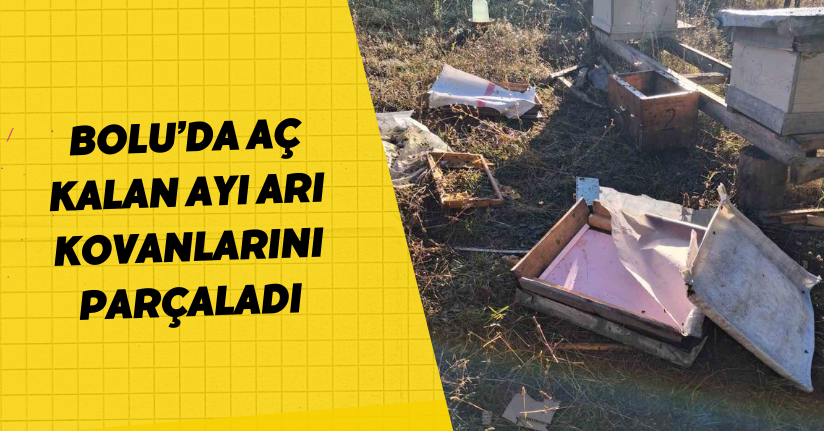 Bolu’da aç kalan ayı arı kovanlarını parçaladı
