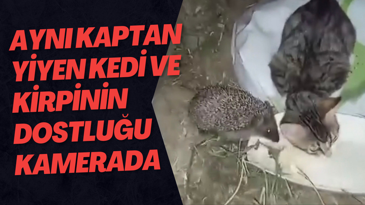 Aynı Kaptan Yiyen Kedi Ve Kirpinin Dostluğu Kamerada
