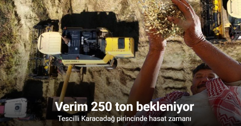 Bin dönümde yaklaşık 6 milyon lira maliyeti bulan tescilli Karacadağ pirincinde hasat zamanı