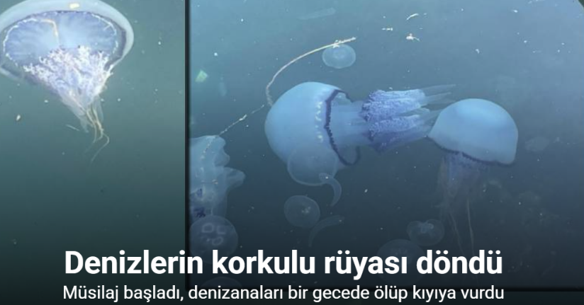 Müsilaj başladı denizanaları öldü