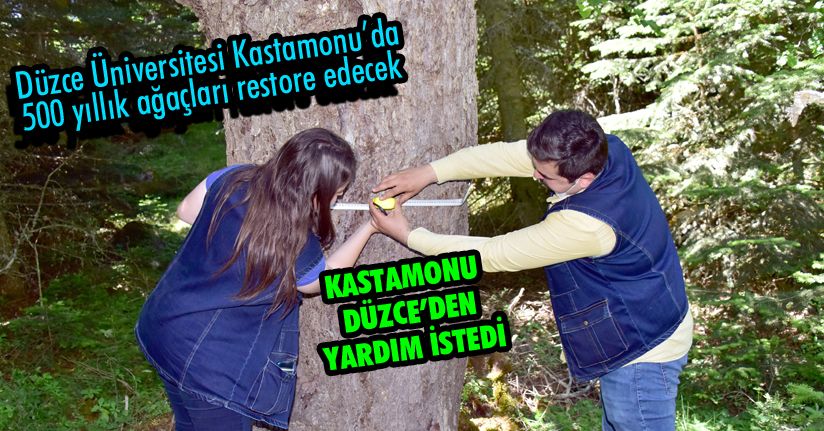 300 cm çapındaki fındık ağaçlarının gövdesi görenleri şaşırtıyor