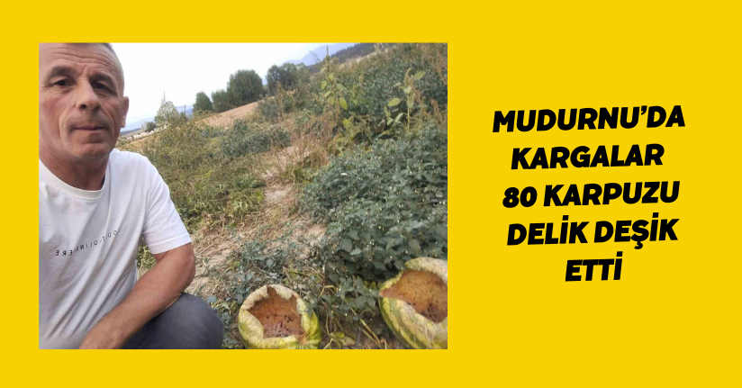 Mudurnu’da kargalar 80 karpuzu delik deşik etti