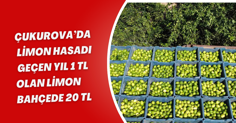 Çukurova’da limon hasadı: Geçen yıl 1 TL olan limon bahçede 20 TL