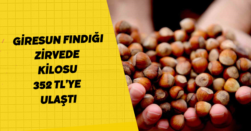 Giresun fındığı zirvede: Kilosu 352 TL’ye ulaştı