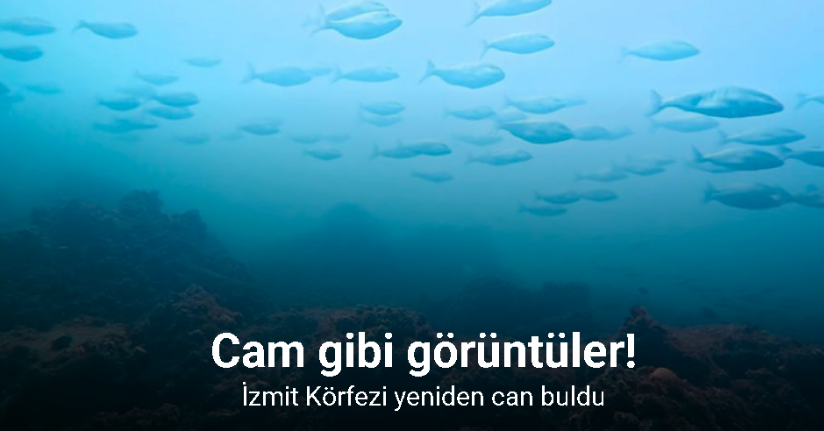 Körfez yeniden can buldu