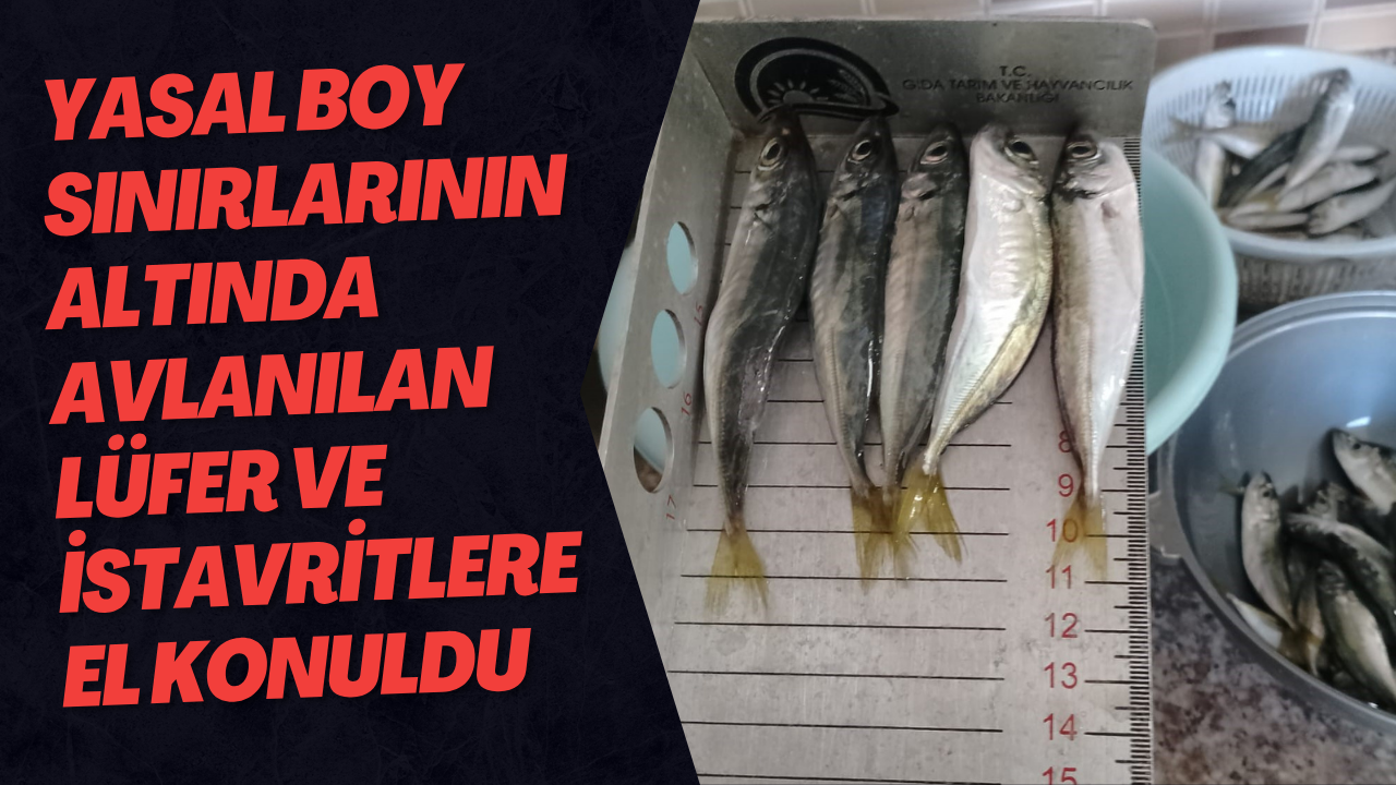 Yasal Boy Sınırlarının Altında Avlanılan Lüfer Ve İstavritlere El Konuldu