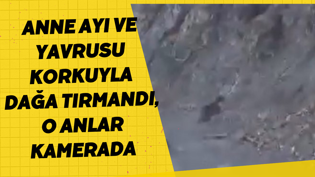 Anne Ayı Ve Yavrusu Korkuyla Dağa Tırmandı, O Anlar Kamerada