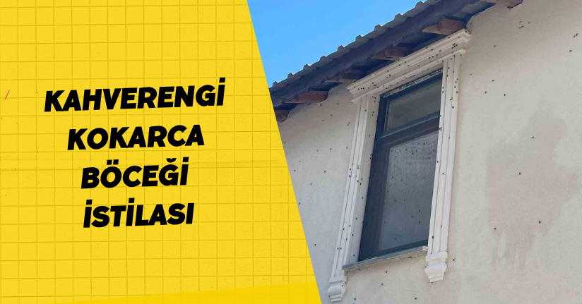 Kahverengi kokarca böceği istilası