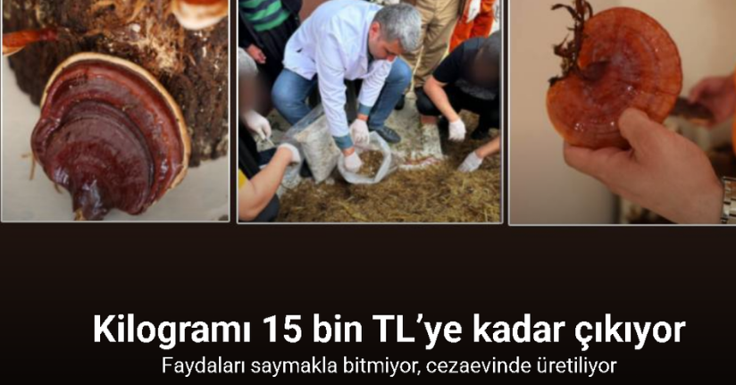 Hükümlüler, kilogramı 15 bin TL’ye kadar çıkan ’Kırmızı Reishi’ mantarı yetiştirdiHükümlüler, kilogramı 15 bin TL’ye kadar çıkan ’Kırmızı Reishi’ mantarı yetiştirdiHükümlüler, kilogramı 15 bin TL’ye kadar çıkan ’Kırmızı Reishi’ mantarı yetiştirdi