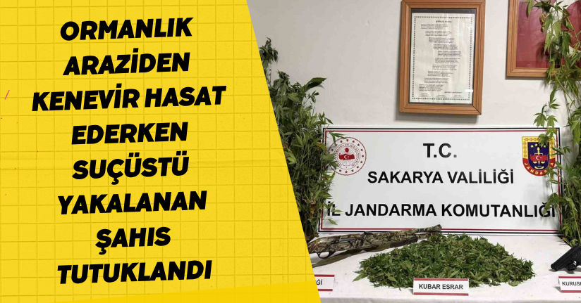 Ormanlık araziden kenevir hasat ederken suçüstü yakalanan şahıs tutuklandı