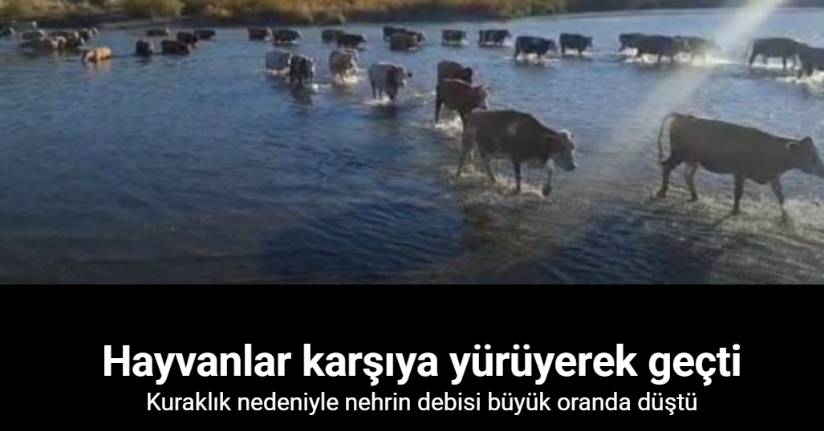 Kuraklık nedeniyle nehrin debisi büyük oranda düşünce büyükbaş hayvanlar karşıya yürüyerek geçti