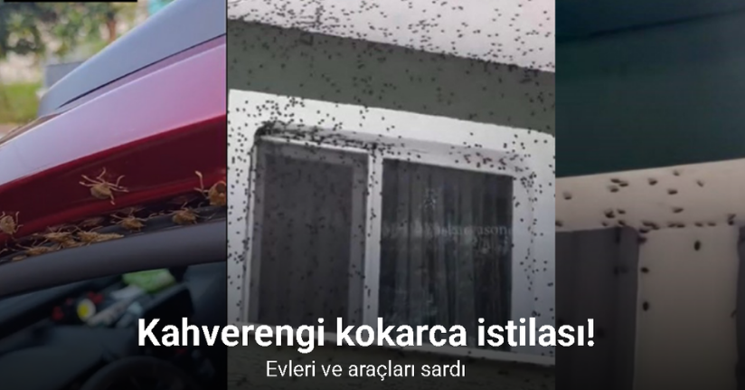 Kahverengi kokarca Giresun’da evleri ve araçları istila etti