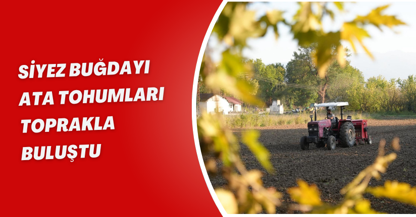 Siyez buğdayı ata tohumları toprakla buluştu