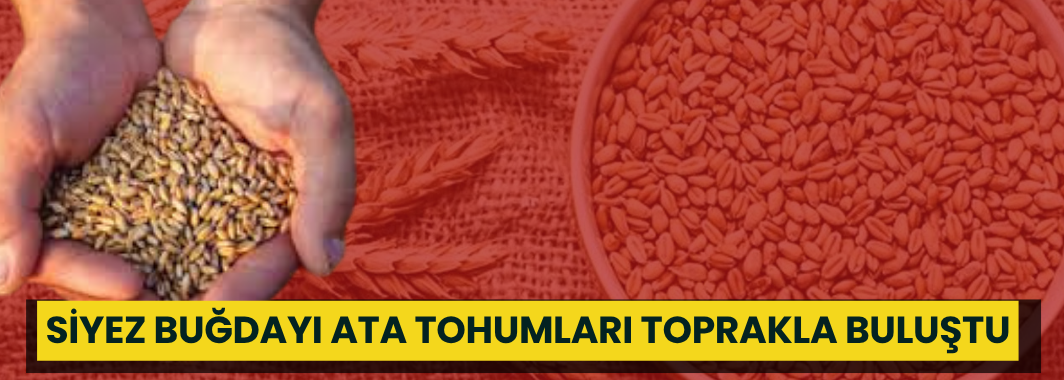 Siyez buğdayı ata tohumları toprakla buluştu