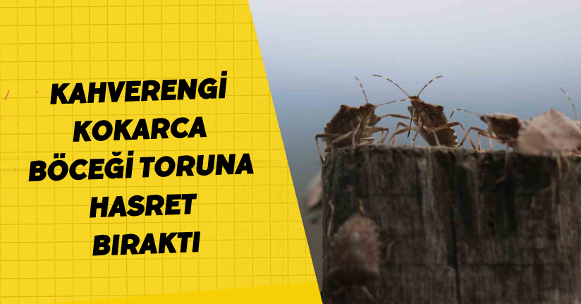Kahverengi kokarca böceği toruna hasret bıraktı