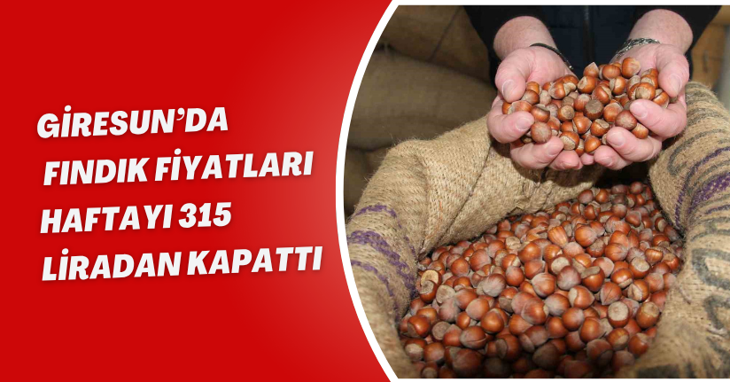 Giresun’da fındık fiyatları haftayı 315 liradan kapattı