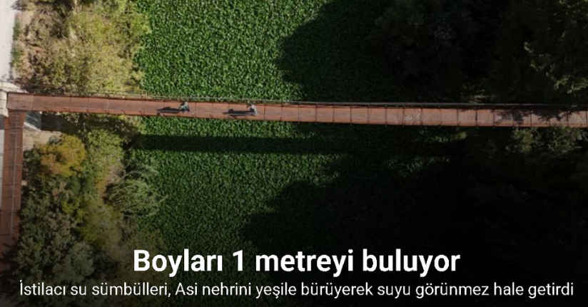 İstilacı su sümbülleri, Asi nehrini yeşile bürüyerek suyu görünmez hale getirdiİstilacı su sümbülleri, Asi nehrini yeşile bürüyerek suyu görünmez hale getirdi