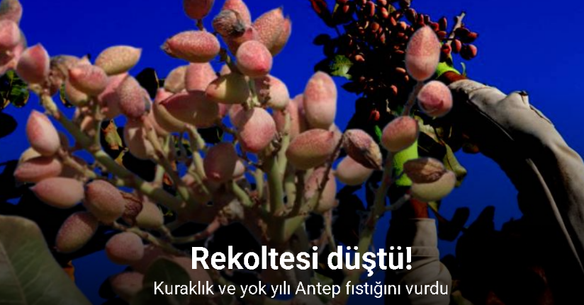 Zirai don, kuraklık ve yok yılı Antep fıstığı rekoltesini düşürdü