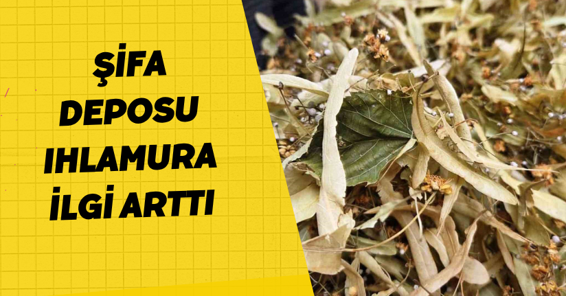 Şifa deposu ıhlamura ilgi arttı