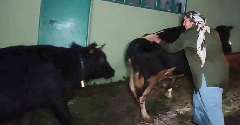 Dere suyu yükselince mahsur kalan hayvanlar 2.5 saatlik operasyonla kurtarıldı