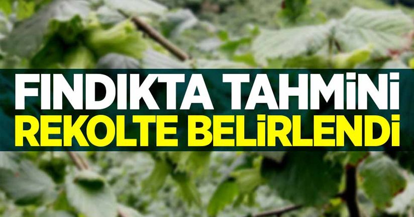 Fındıkta tahmini rekolte belirlendi