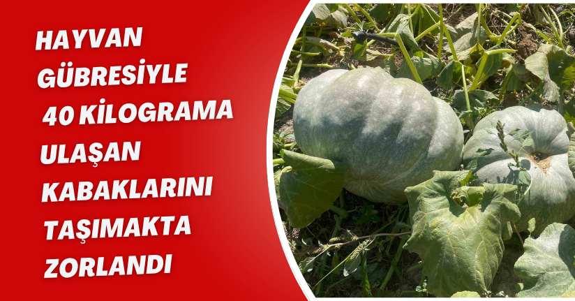 Hayvan gübresiyle 40 kilograma ulaşan kabaklarını taşımakta zorlandı
