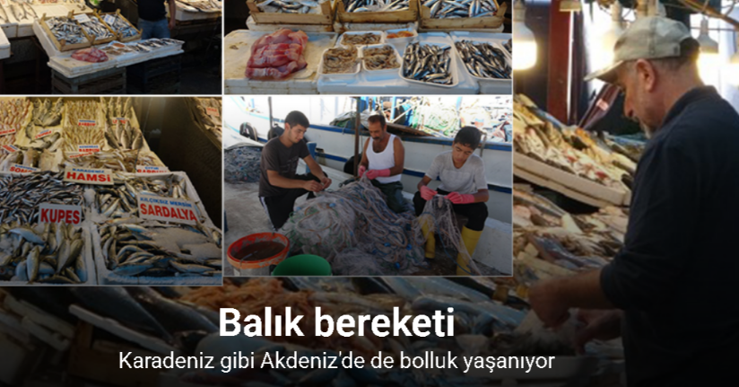 Balıkta bolluk yaşanıyor, fiyatlar kasım sonuna kadar uygun