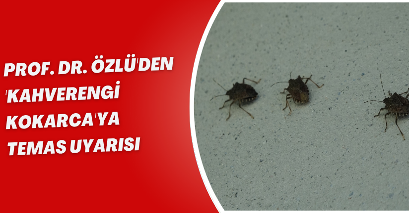 Prof. Dr. Özlü'den 'kahverengi kokarca'ya temas uyarısı
