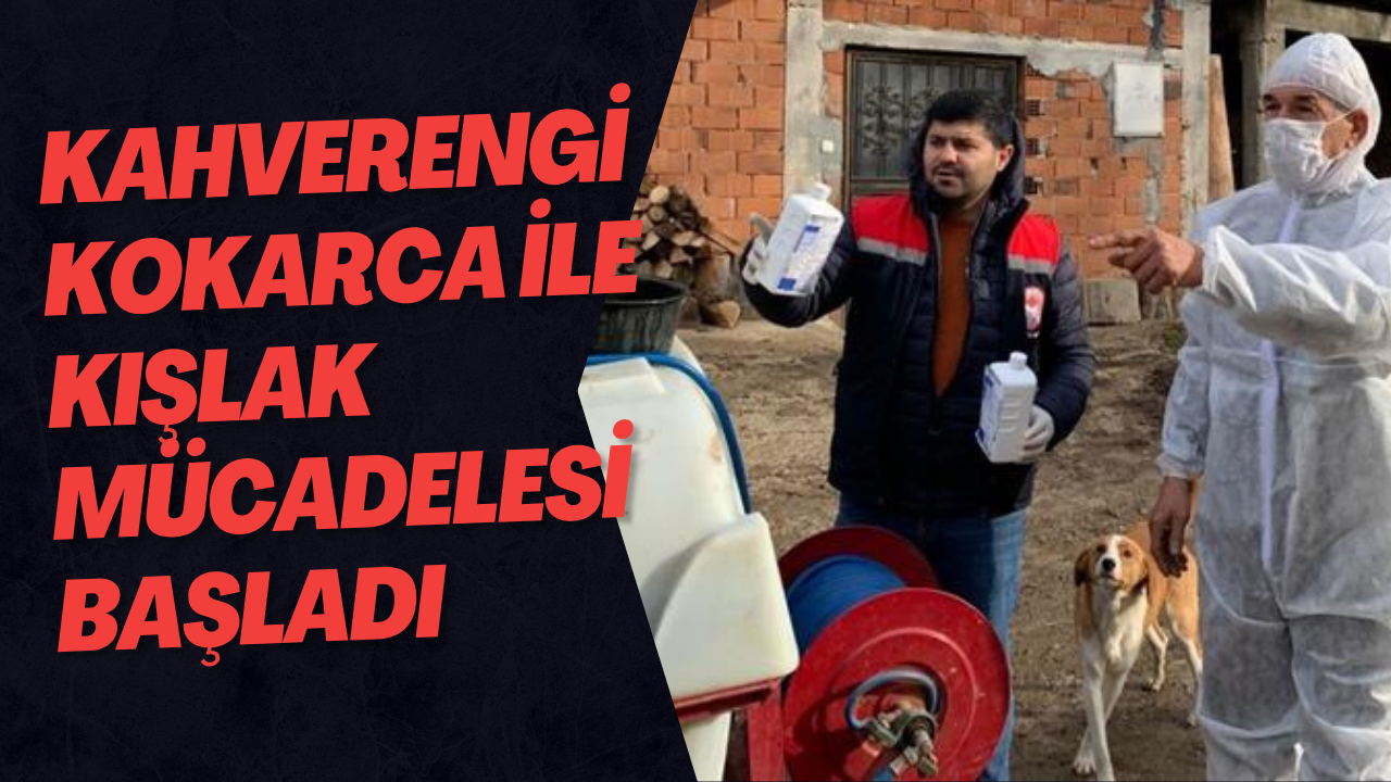 Kahverengi Kokarca ile Kışlak Mücadelesi Başladı