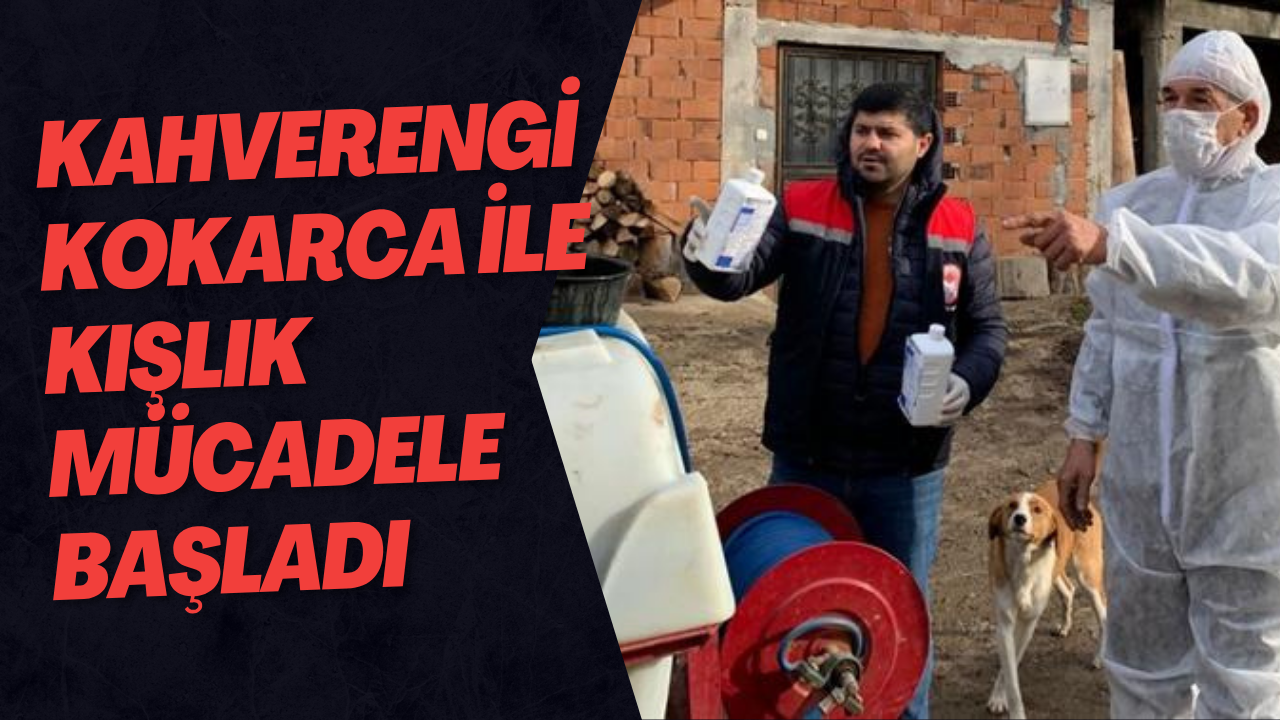 Kahverengi Kokarca ile Kışlık Mücadele Başladı