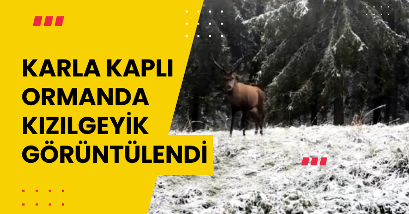 Karla kaplı ormanda kızılgeyik görüntülendi