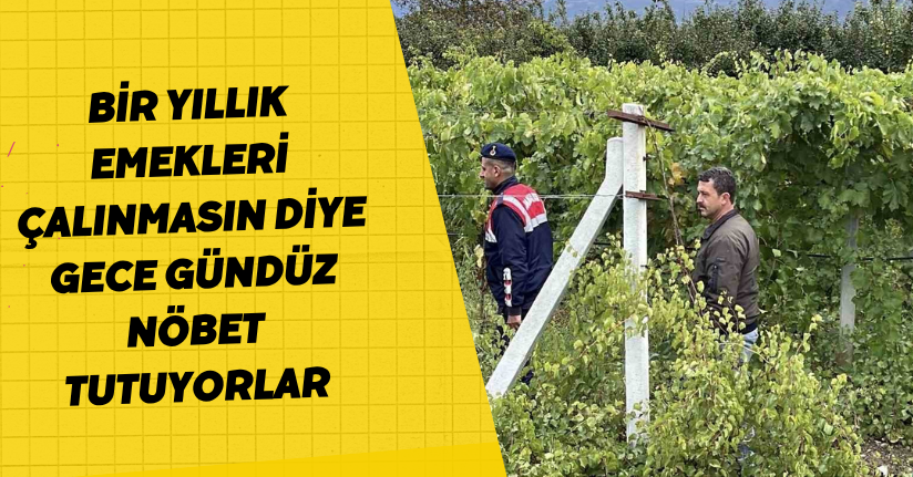 Bir yıllık emekleri çalınmasın diye gece gündüz nöbet tutuyorlar
