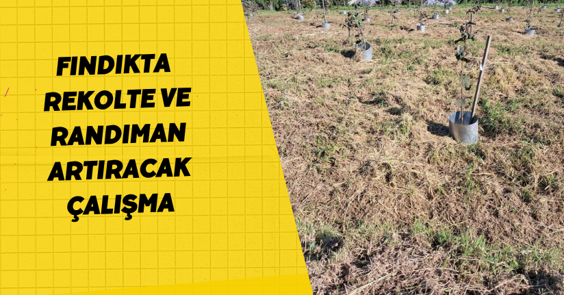 Fındıkta rekolte ve randıman artıracak çalışma