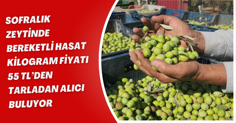 Sofralık zeytinde bereketli hasat, kilogram fiyatı 55 TL’den tarladan alıcı buluyor