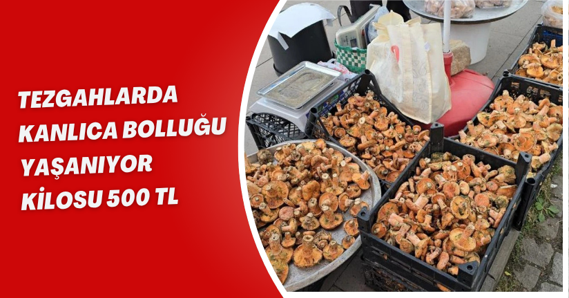 Tezgahlarda kanlıca bolluğu yaşanıyor: Kilosu 500 TL