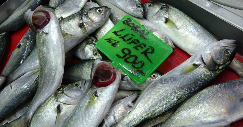 Denizlerin prensi ’lüfer’ 900 liradan tezgahta